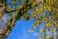 The Dancing Tree